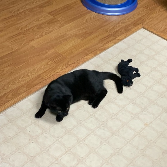 Meet your Posher, Cameron - Picture 9 of 16